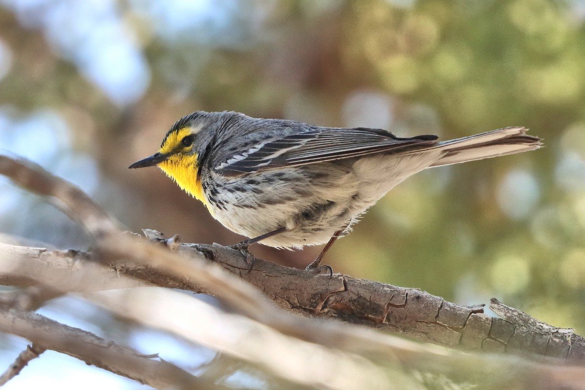 Grace's Warbler - ML571828921