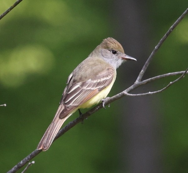 Great Crested Flycatcher - ML571829241