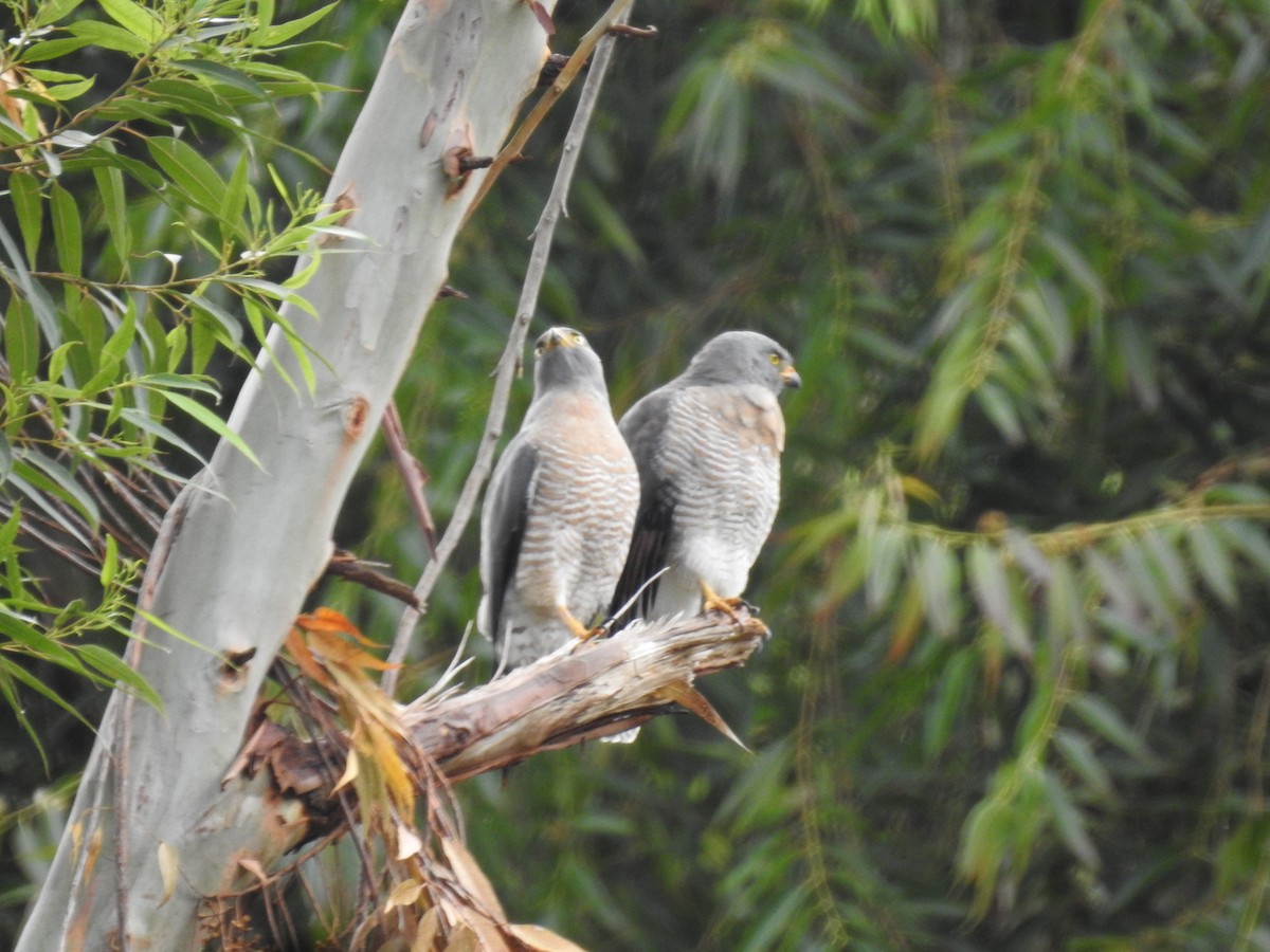 Roadside Hawk - ML571829361