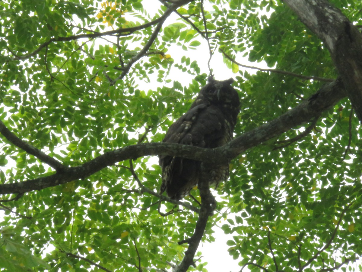 Hibou maître-bois - ML571829461