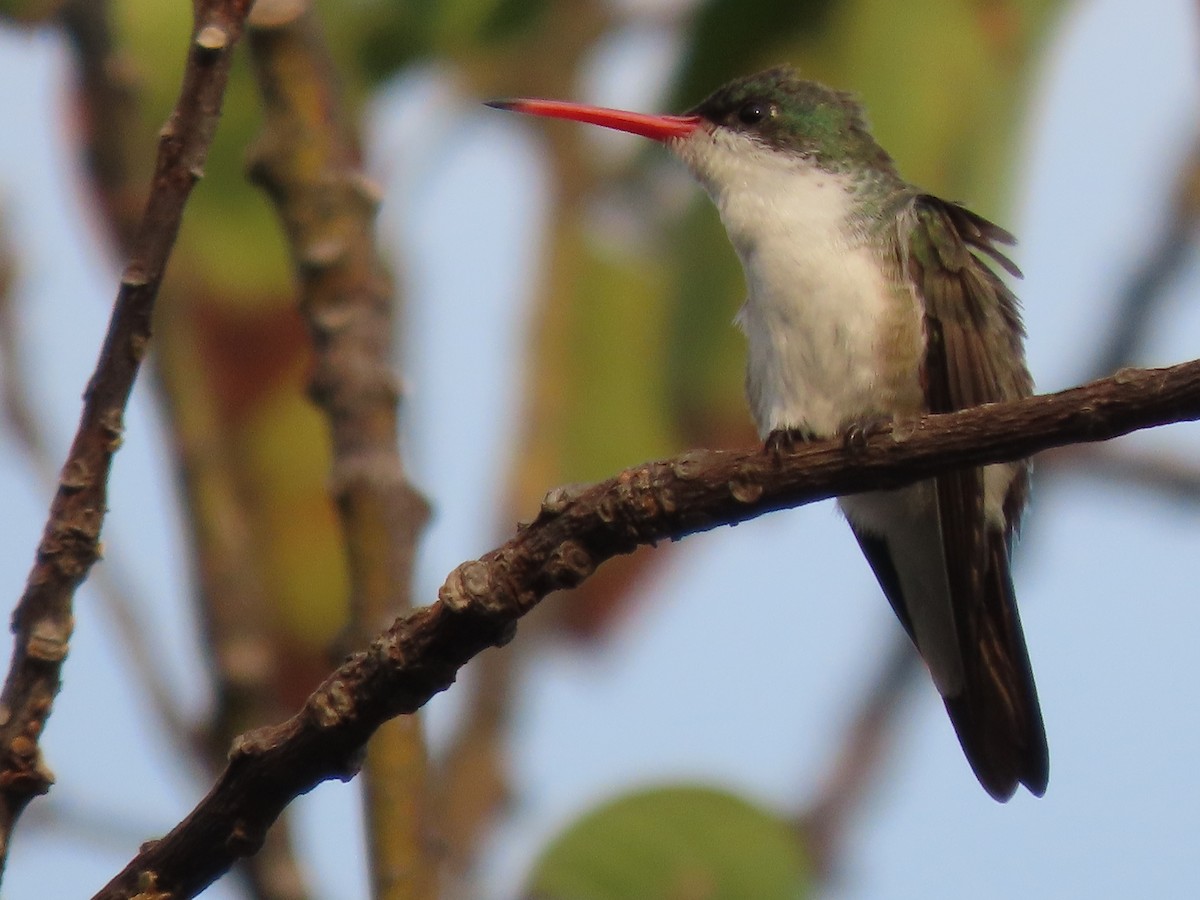 Green-fronted Hummingbird - Francisco Emilio Roldan Velasco Tuxtla Birding Club - Chiapas