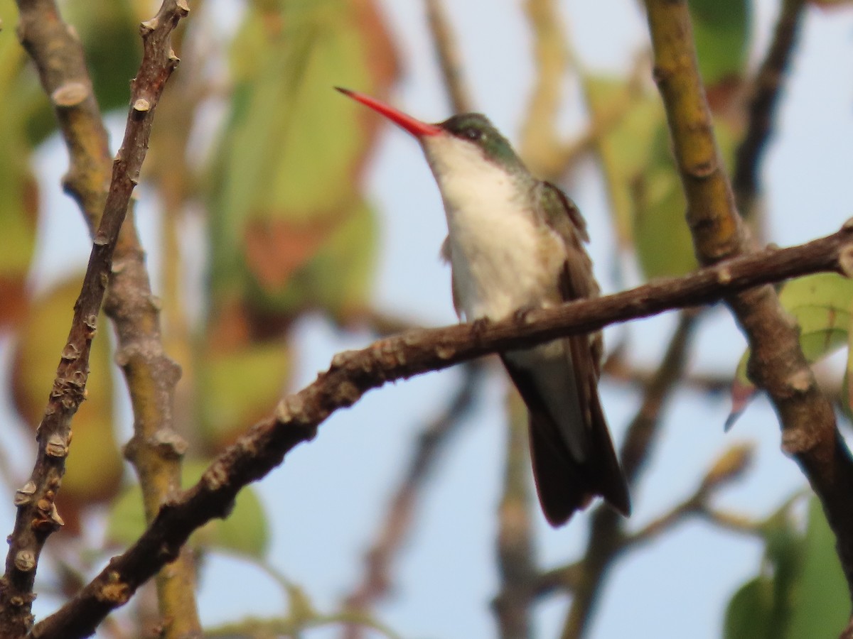 Green-fronted Hummingbird - ML571830151