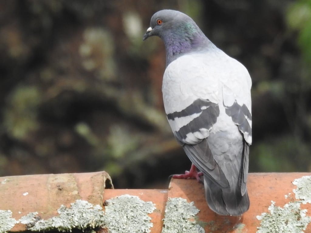 Rock Pigeon (Feral Pigeon) - ML571830561