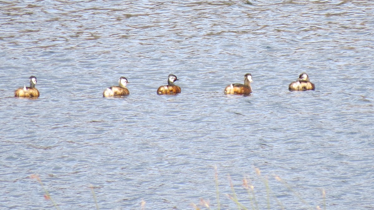 White-tufted Grebe - ML571830981