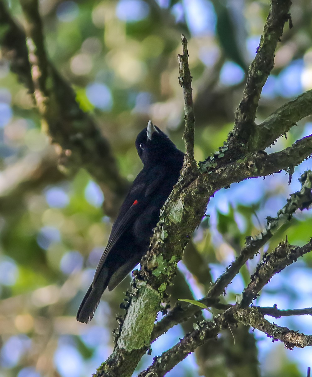 Javan Oriole - Wade Strickland