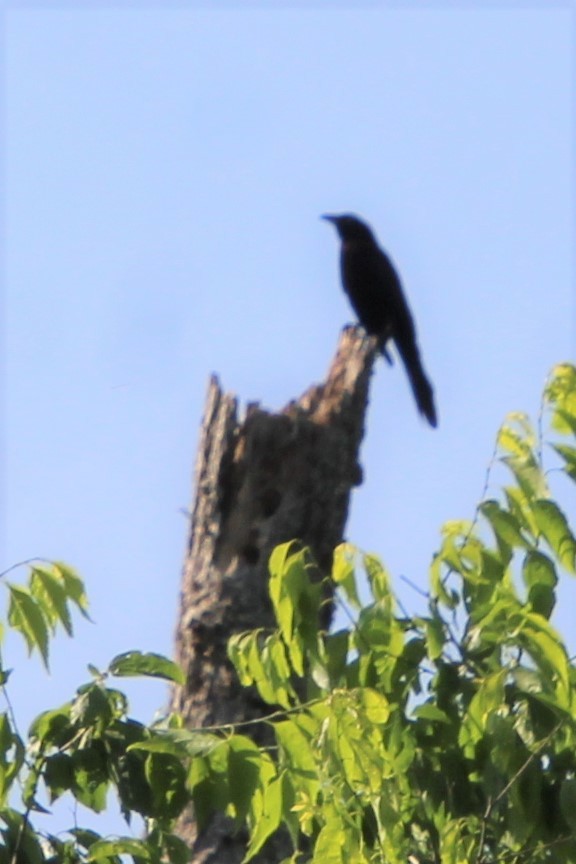 Common Grackle - Betty Thomas