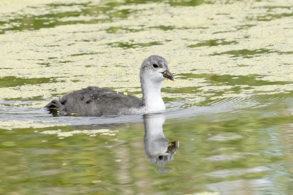 Eurasian Coot - ML571834231