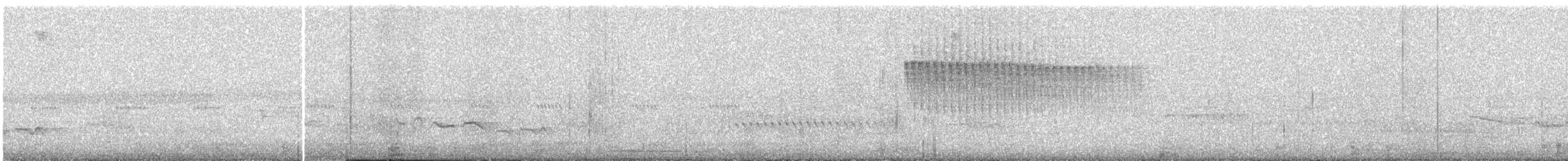 Percefleur à flancs blancs - ML571835521