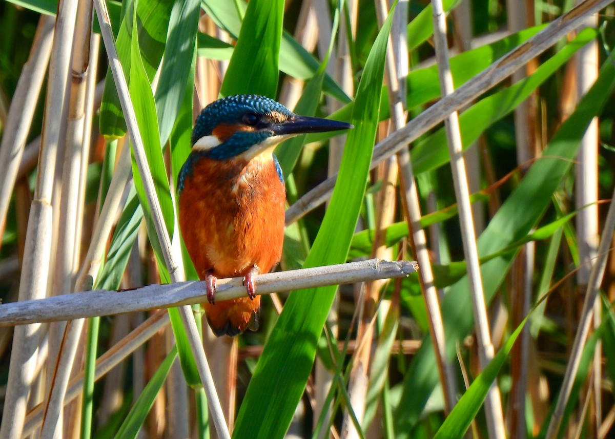 Common Kingfisher - ML571836011