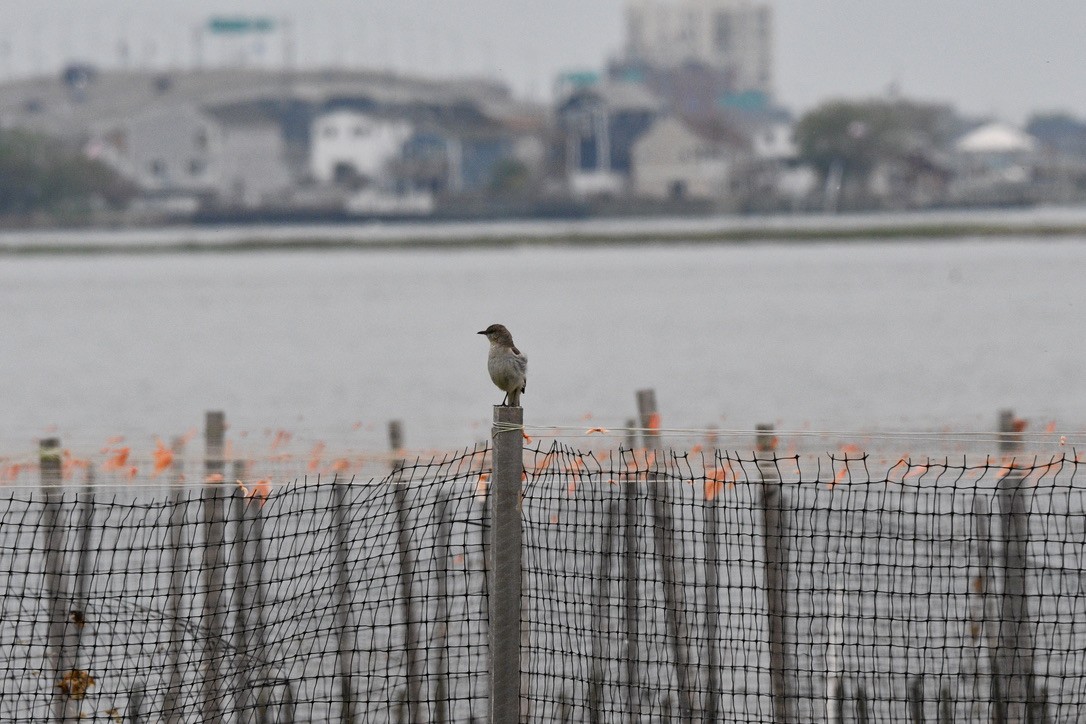 Northern Mockingbird - ML571836751