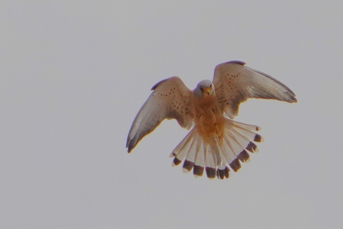 Lesser Kestrel - Cliff Halverson