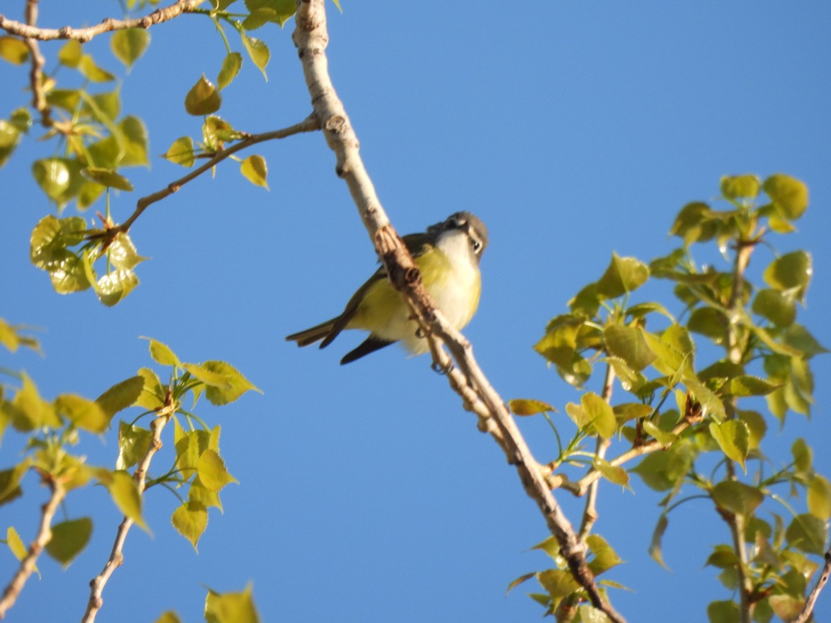 Blue-headed Vireo - ML571836941