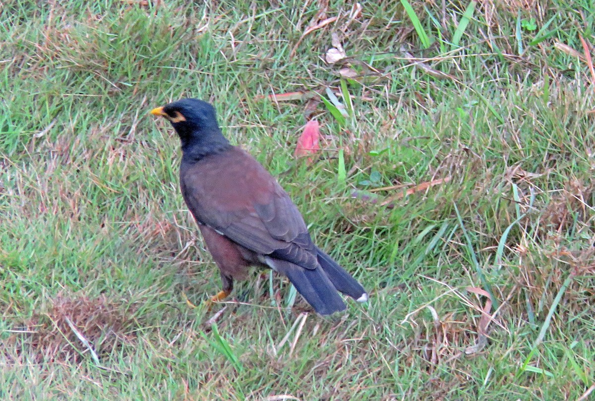 Common Myna - Joao Freitas