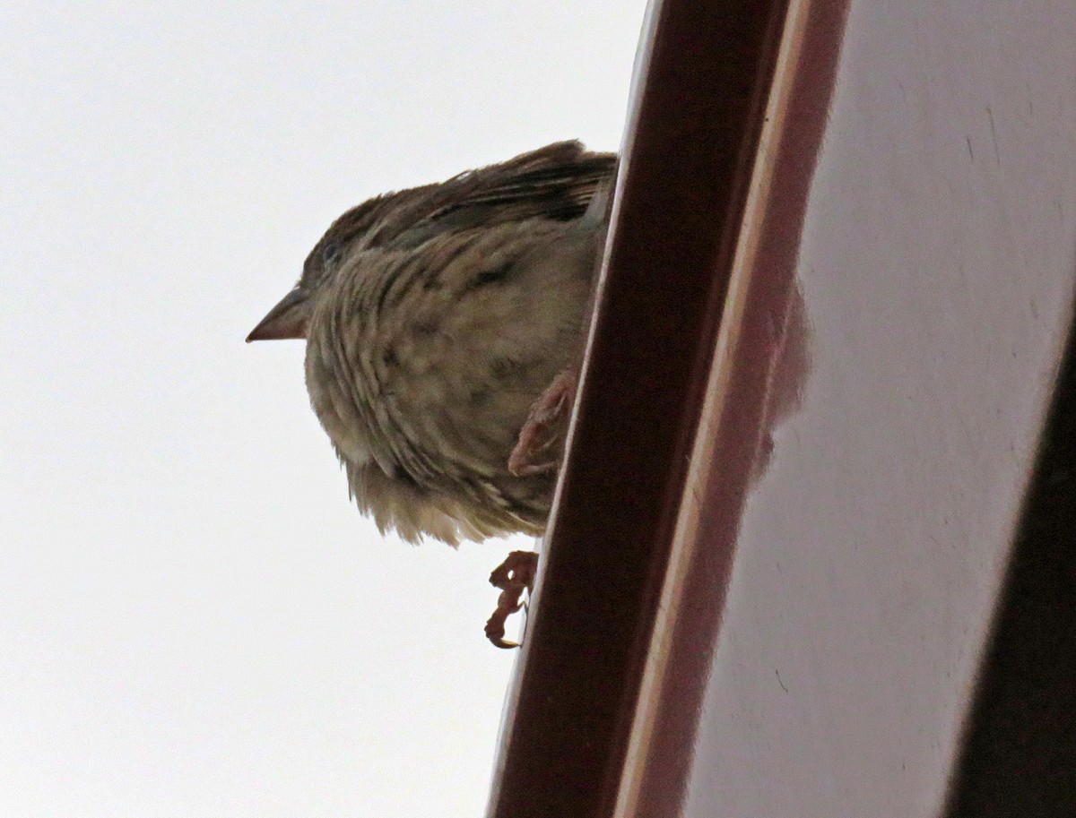 House Sparrow - ML571838601