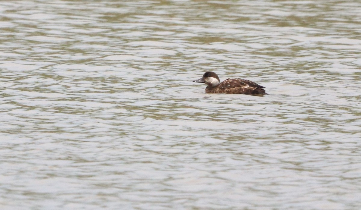 Common Scoter - ML571839101