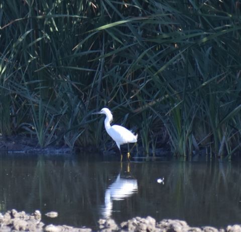 Snowy Egret - ML571839481