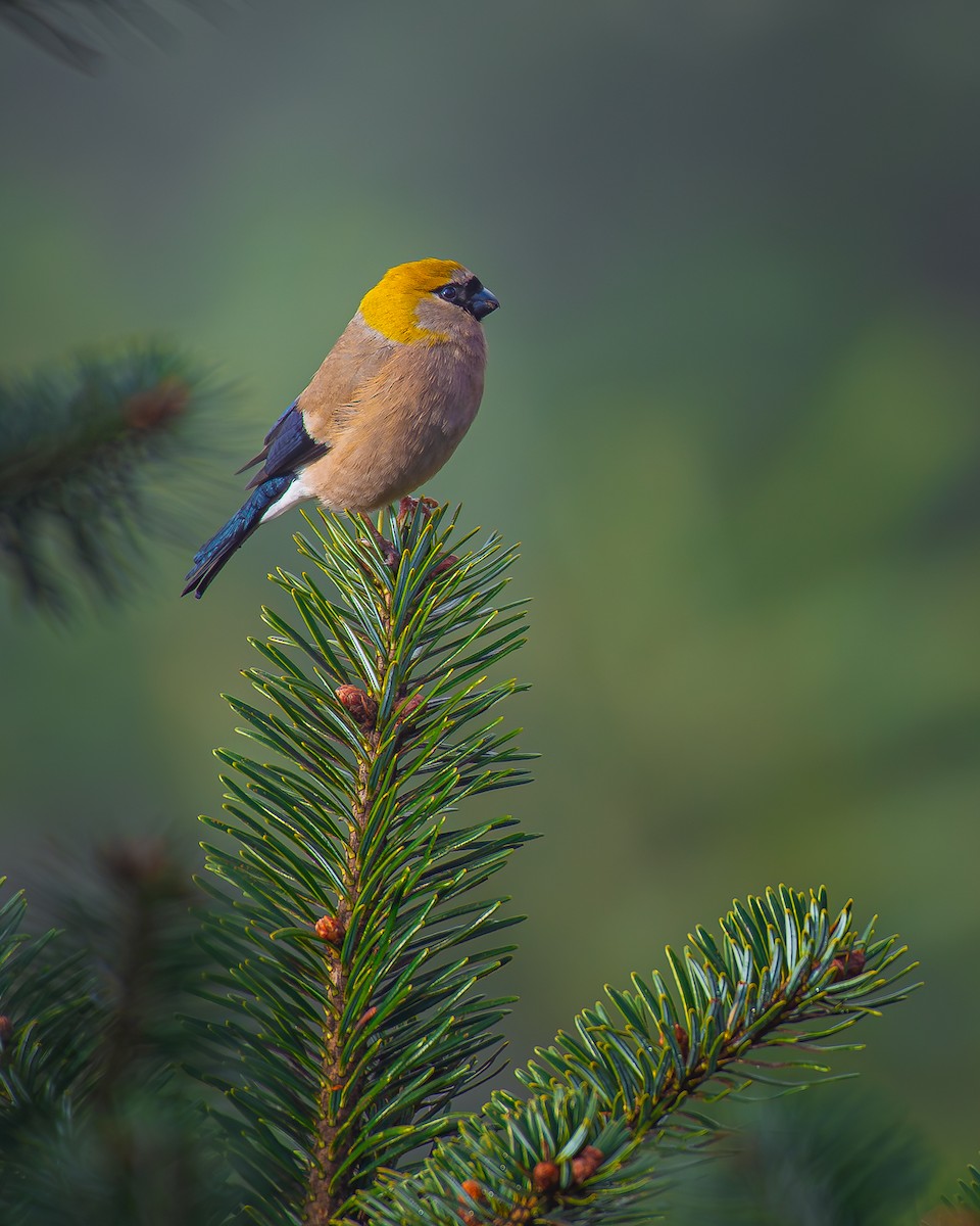 Red-headed Bullfinch - Mainak Das