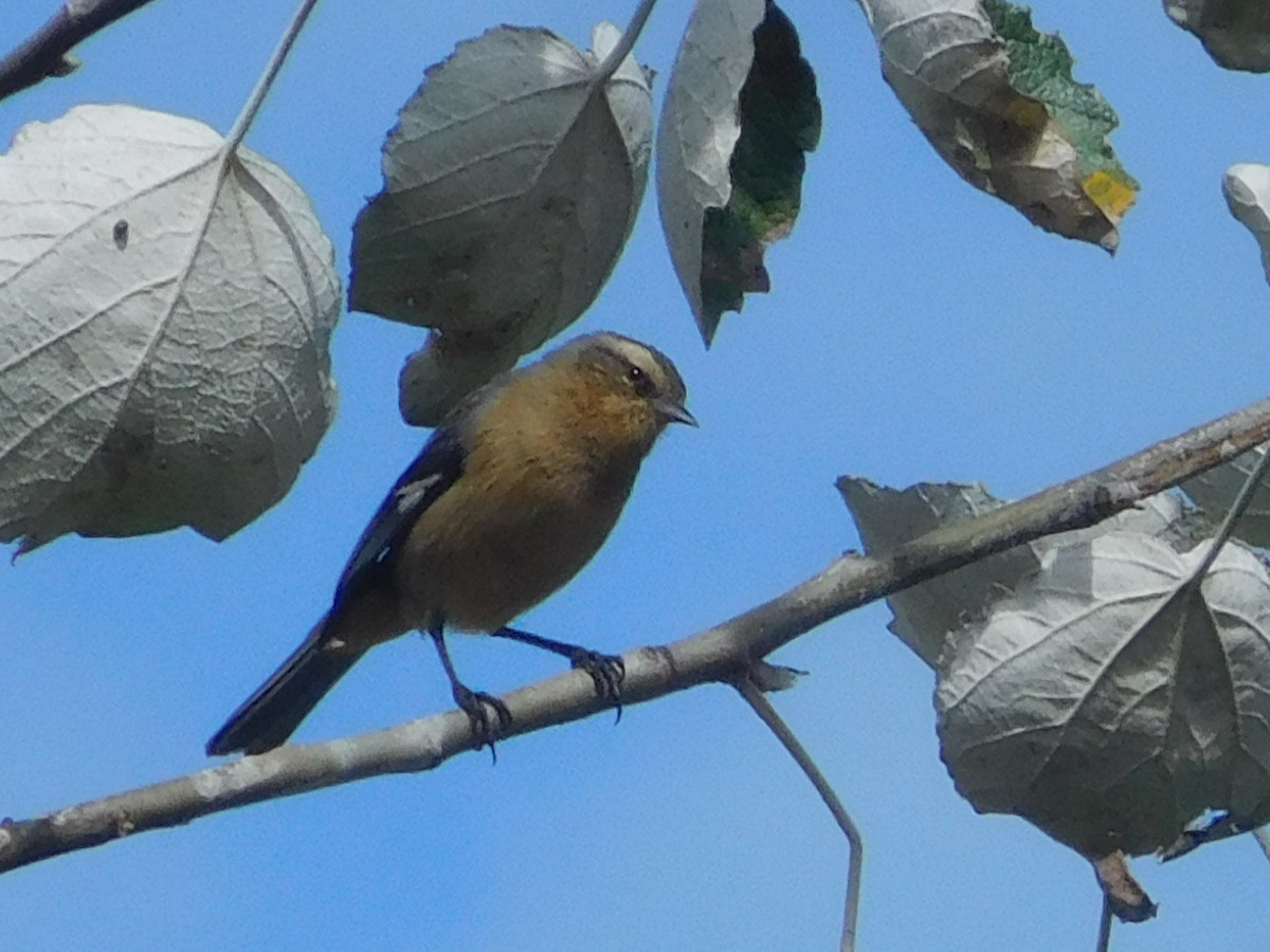 Cinereous Conebill - ML571839881