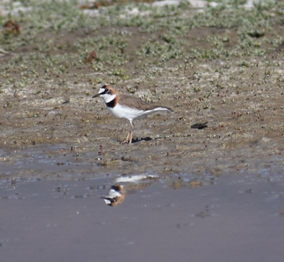 Collared Plover - ML571840321