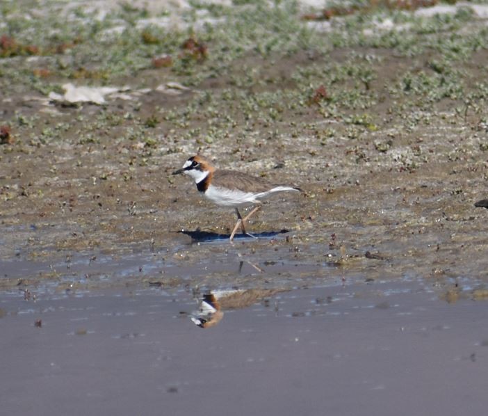 Collared Plover - ML571840331