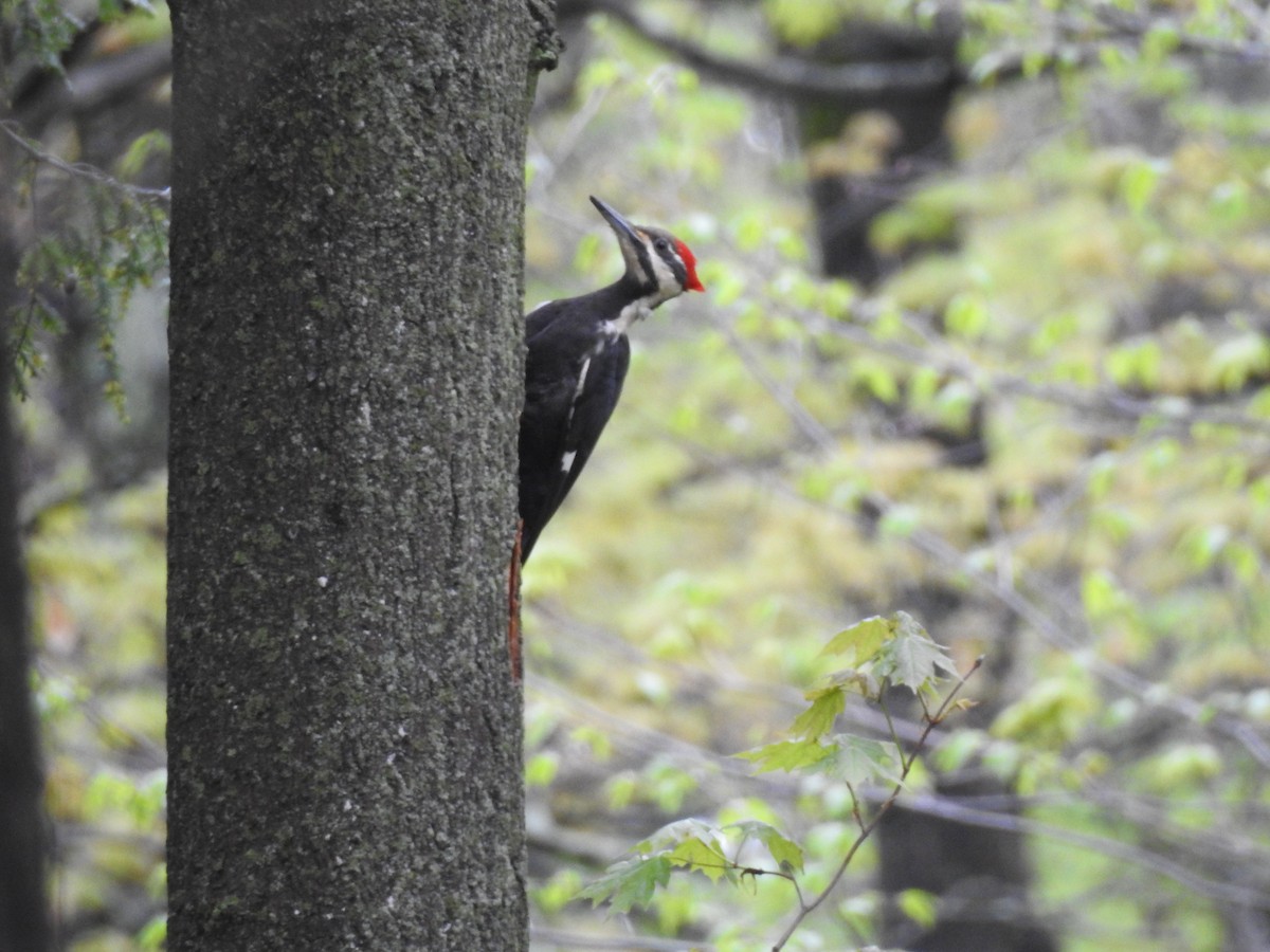 Pileated Woodpecker - Zach Schwartz-Weinstein