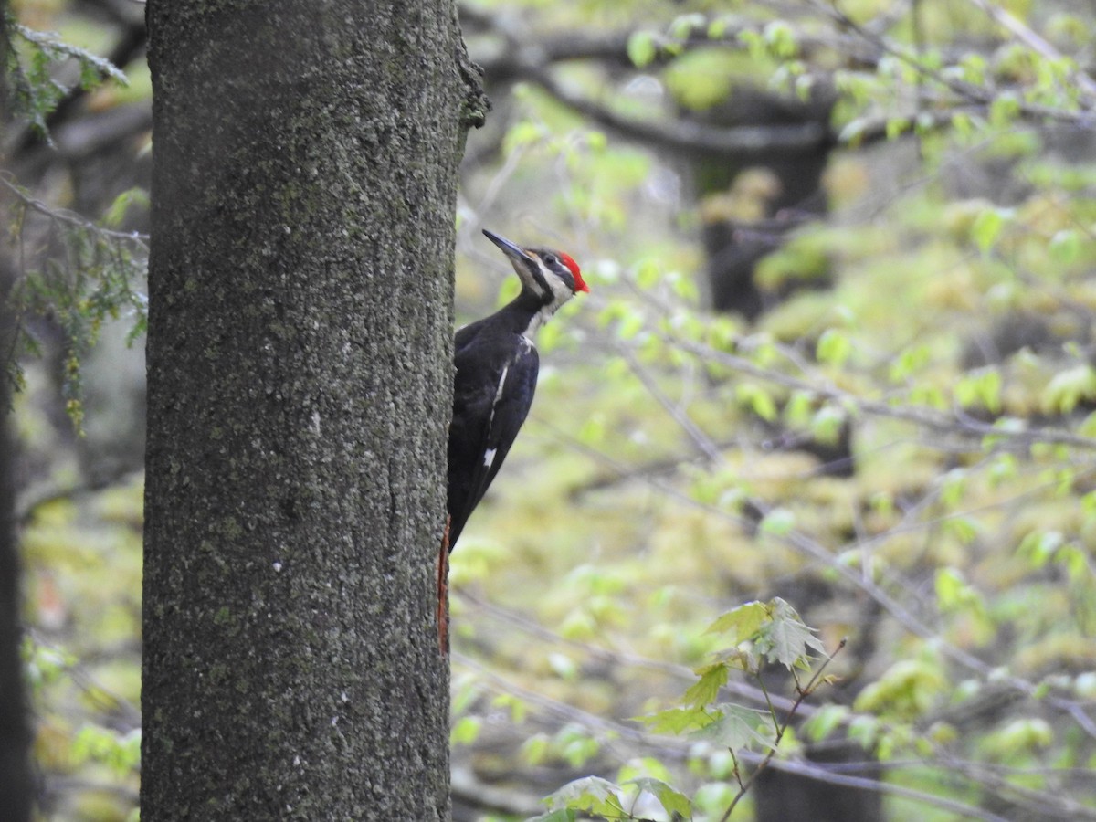 Pileated Woodpecker - Zach Schwartz-Weinstein