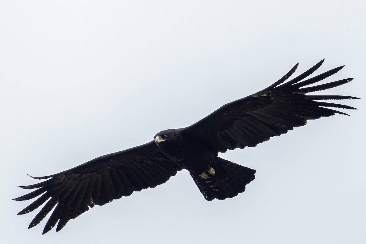 Black Eagle - ML571841171