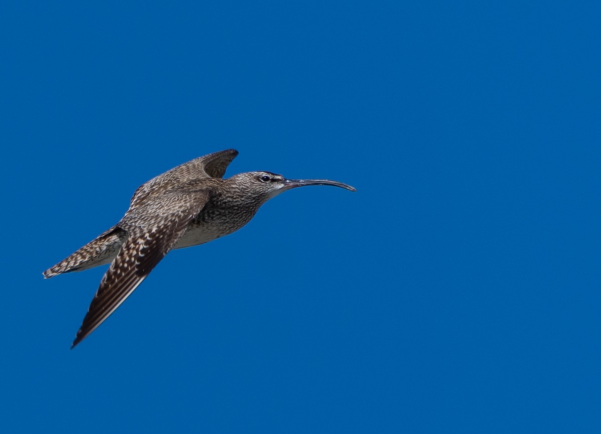 Regenbrachvogel (hudsonicus) - ML571841431