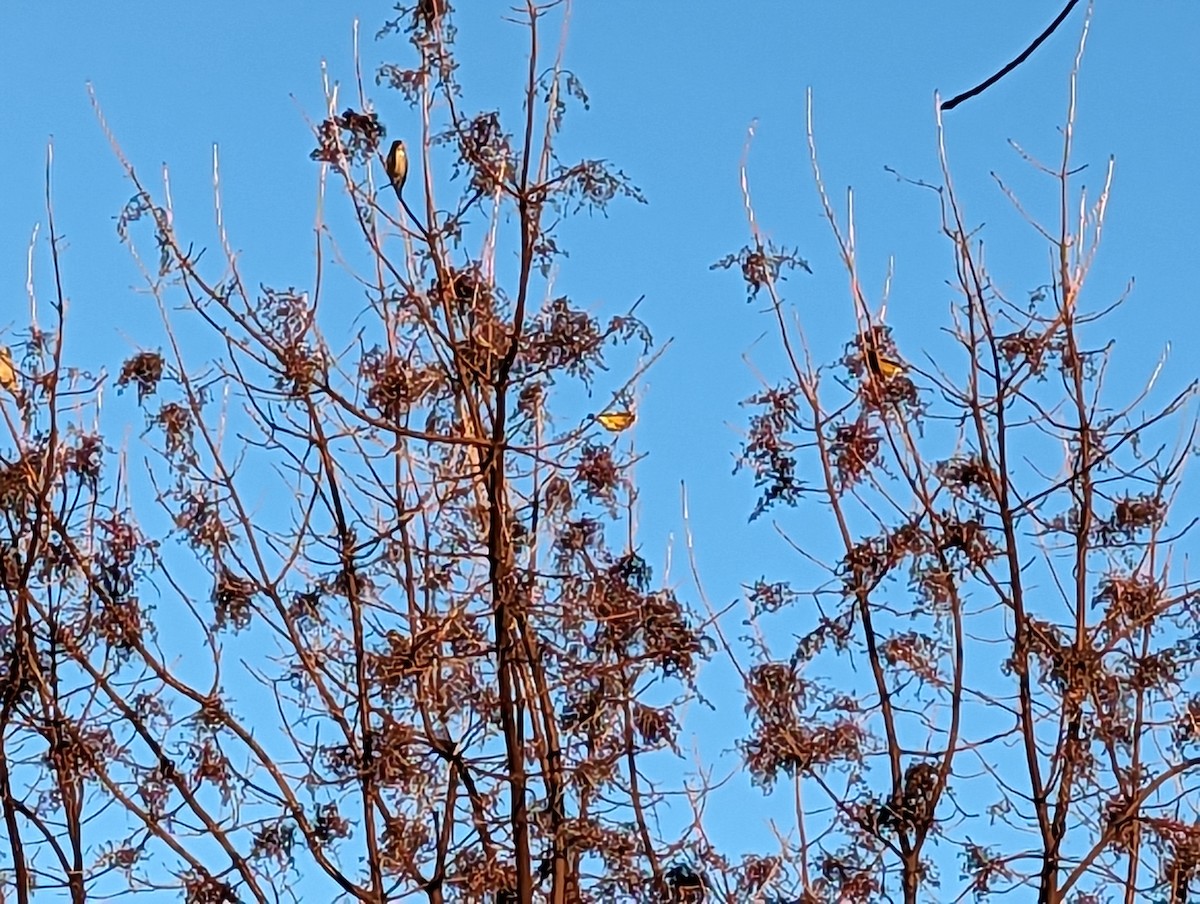 Evening Grosbeak - John Wilson