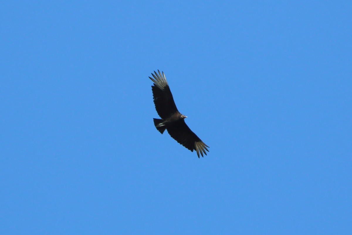 Black Vulture - ML571842501