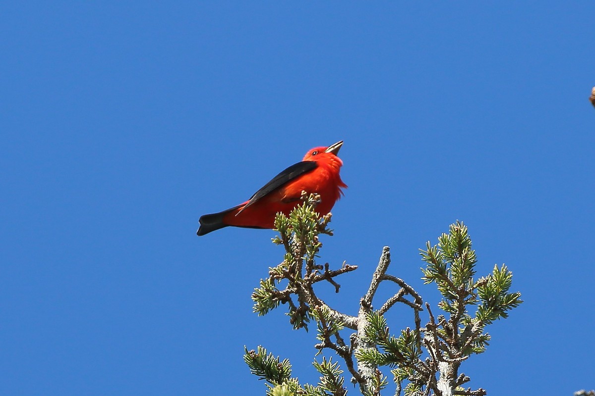 Scarlet Tanager - ML571842591