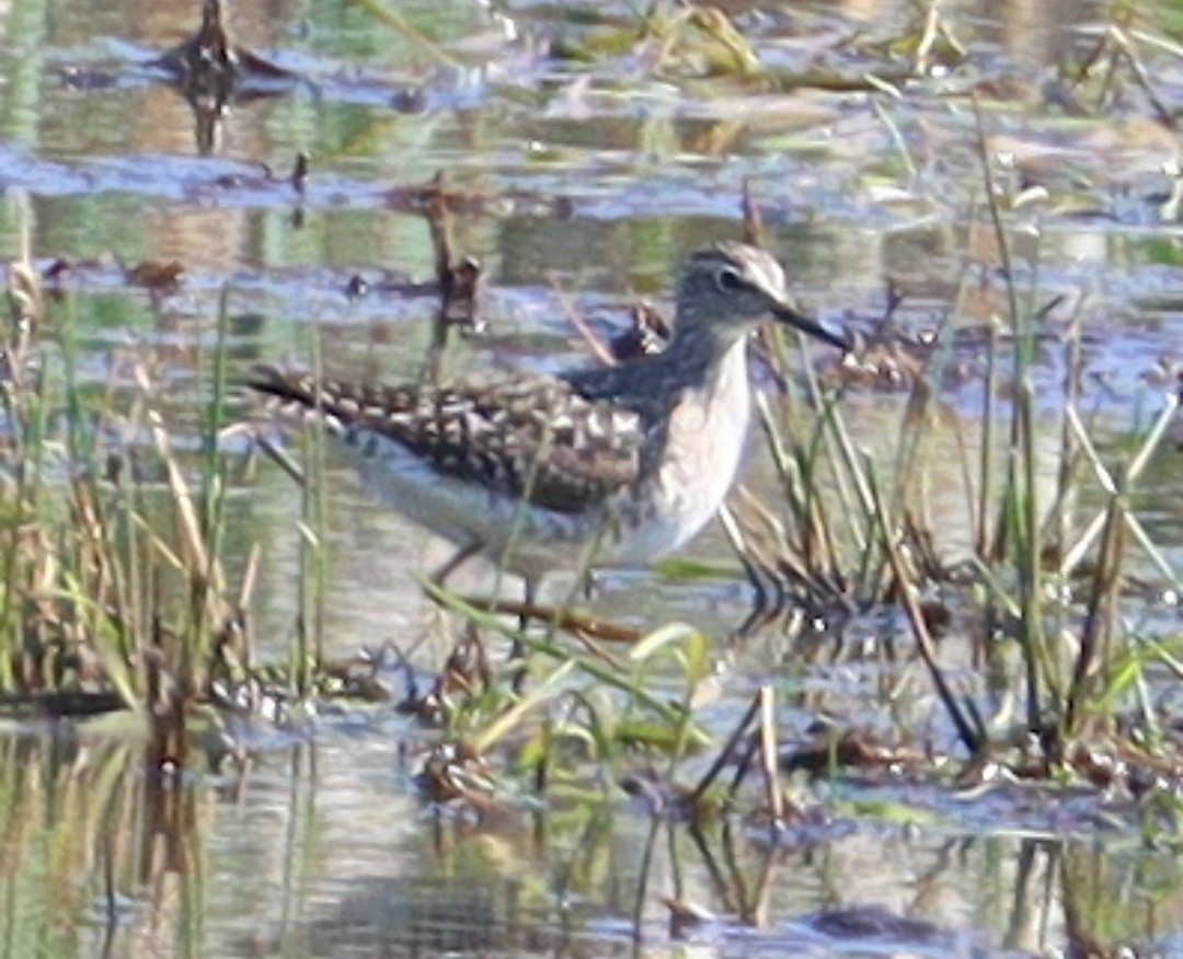 Bruchwasserläufer - ML571842971