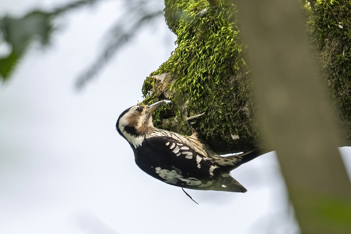 Gray-capped Pygmy Woodpecker - ML571843741