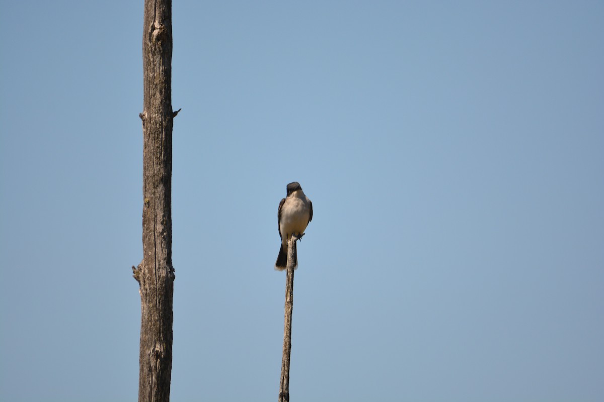 Eastern Kingbird - ML571844881
