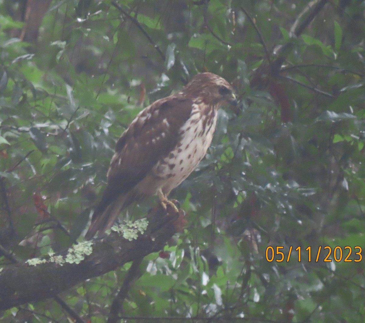 Petite Buse - ML571844901