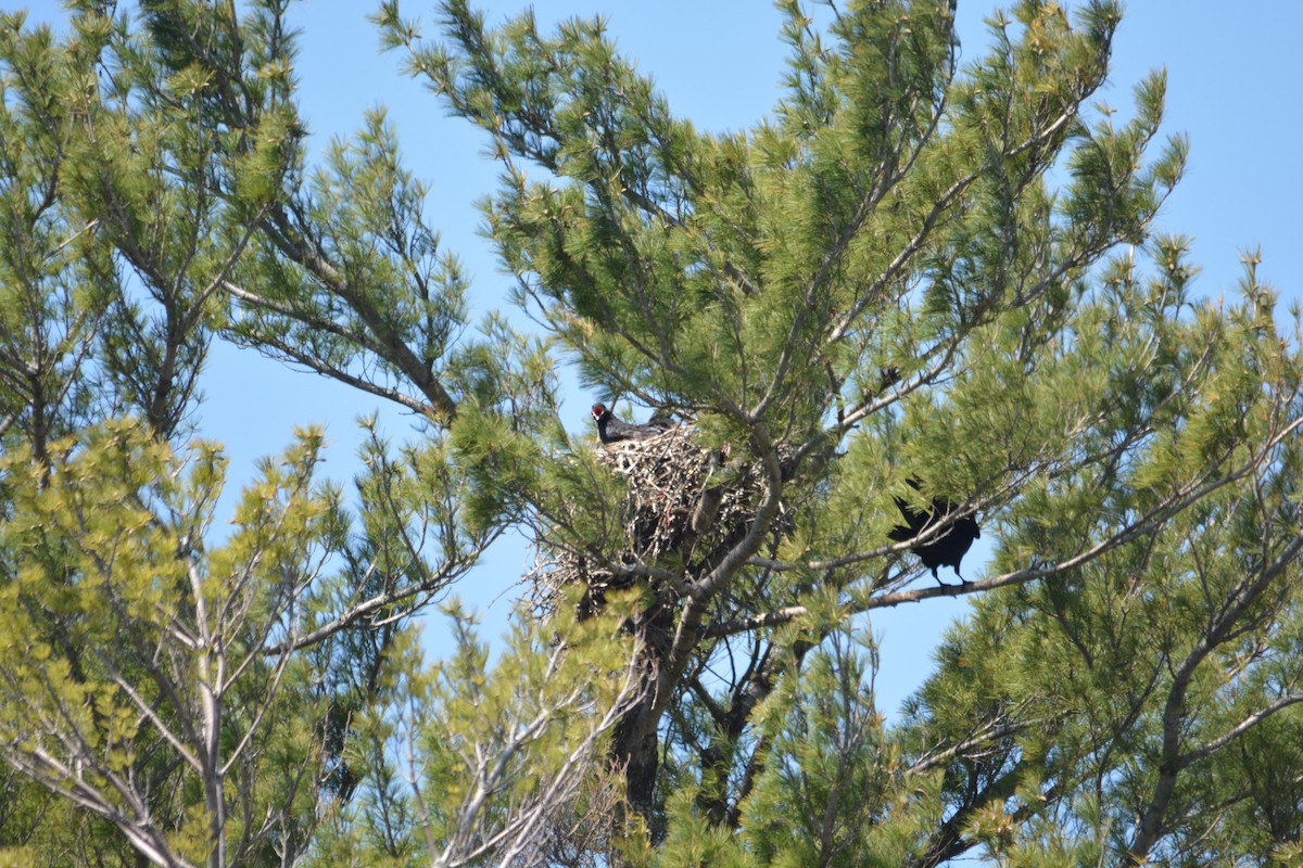 Common Raven - ML571845641