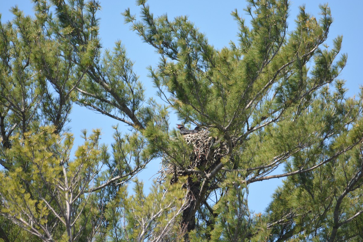 Common Raven - ML571845651