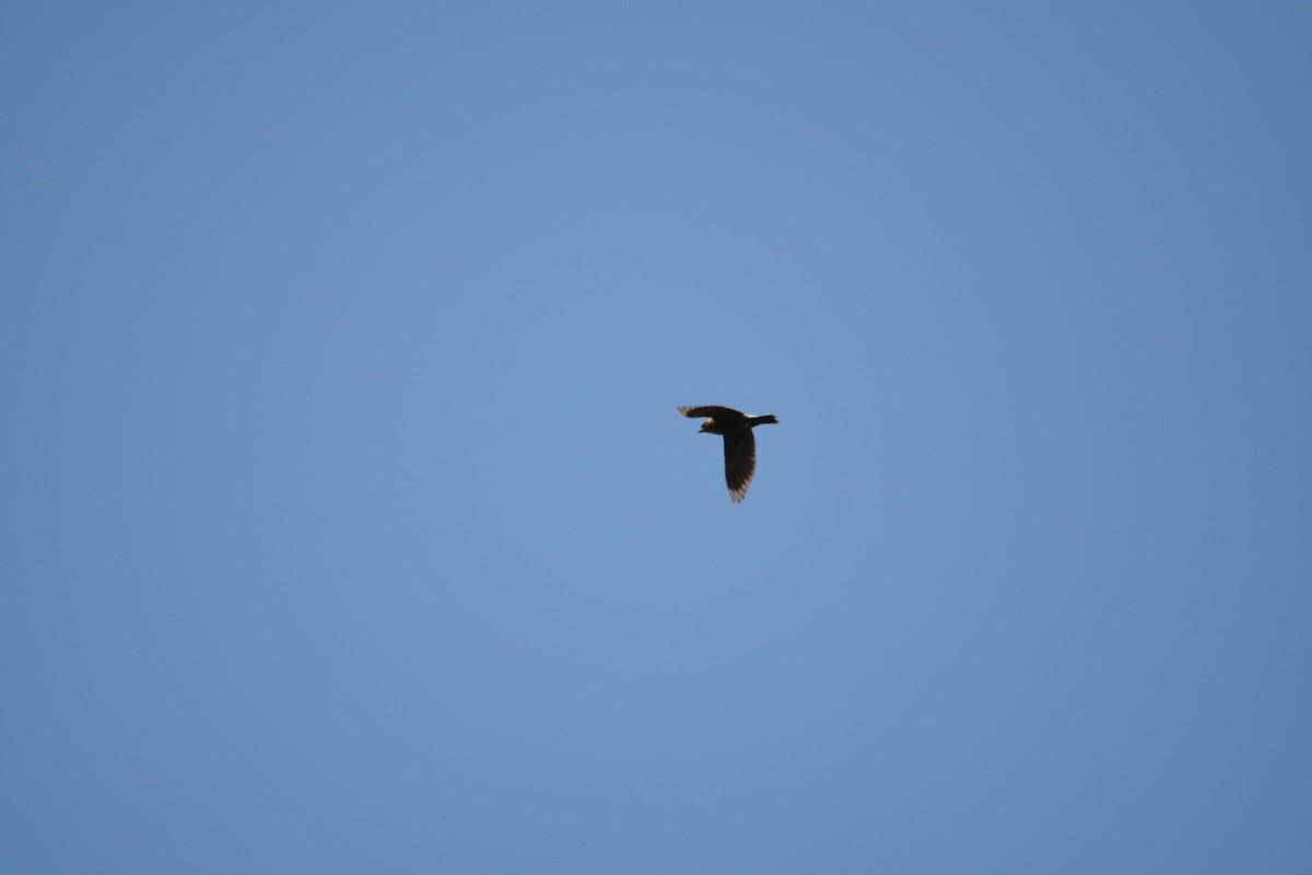 Bobolink - ML571845831