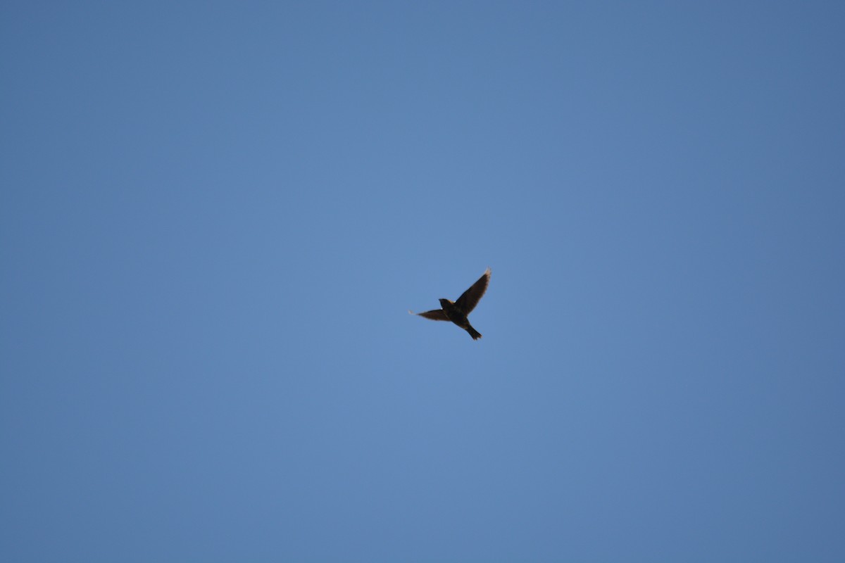 Bobolink - ML571845841