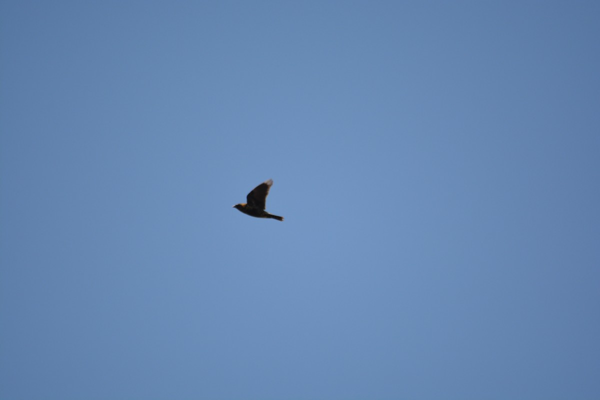 Bobolink - ML571845851