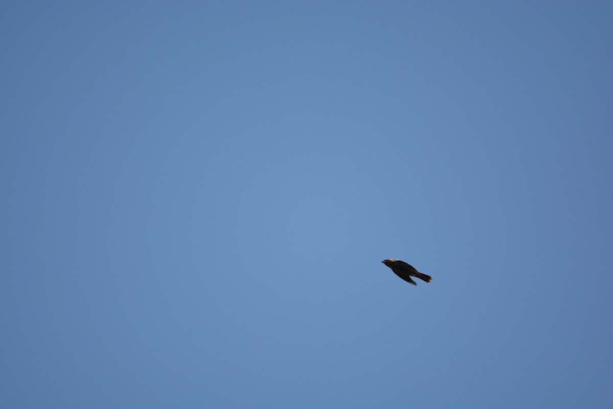 Bobolink - ML571845861