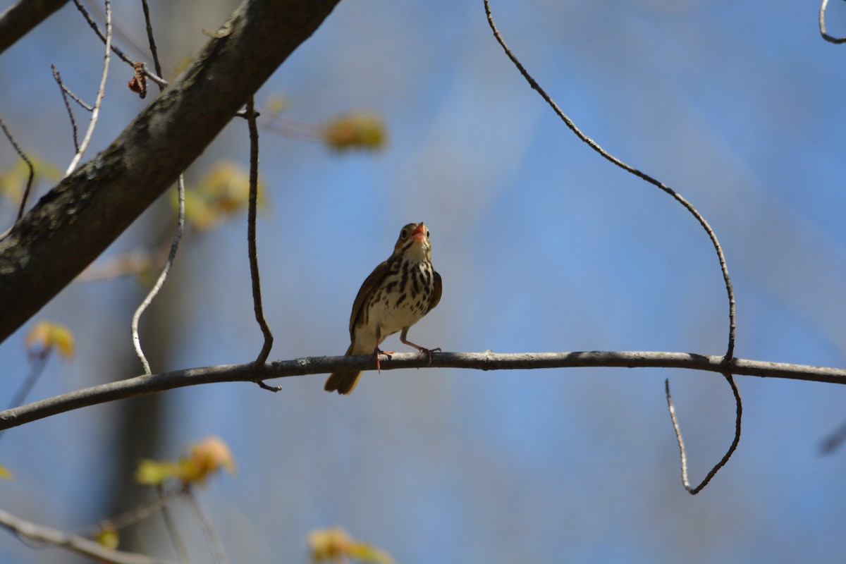 Ovenbird - ML571846011