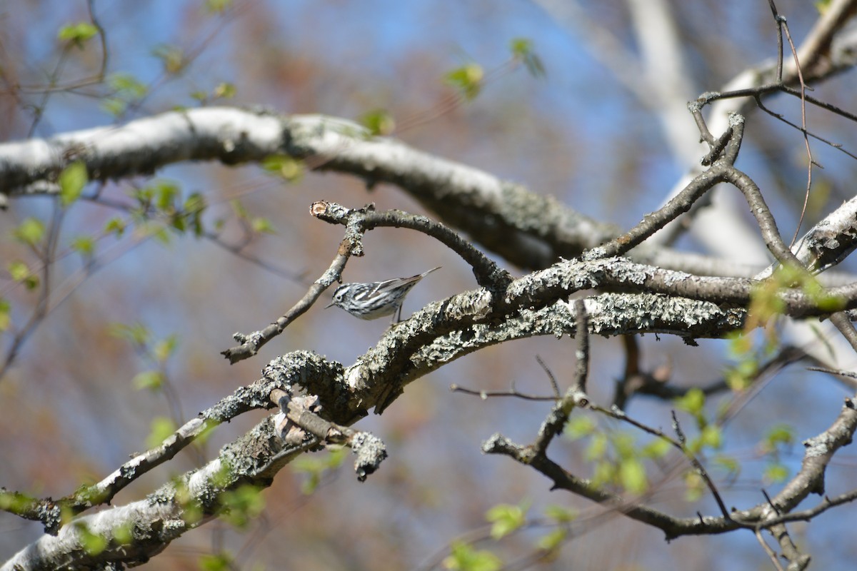 Black-and-white Warbler - ML571846151