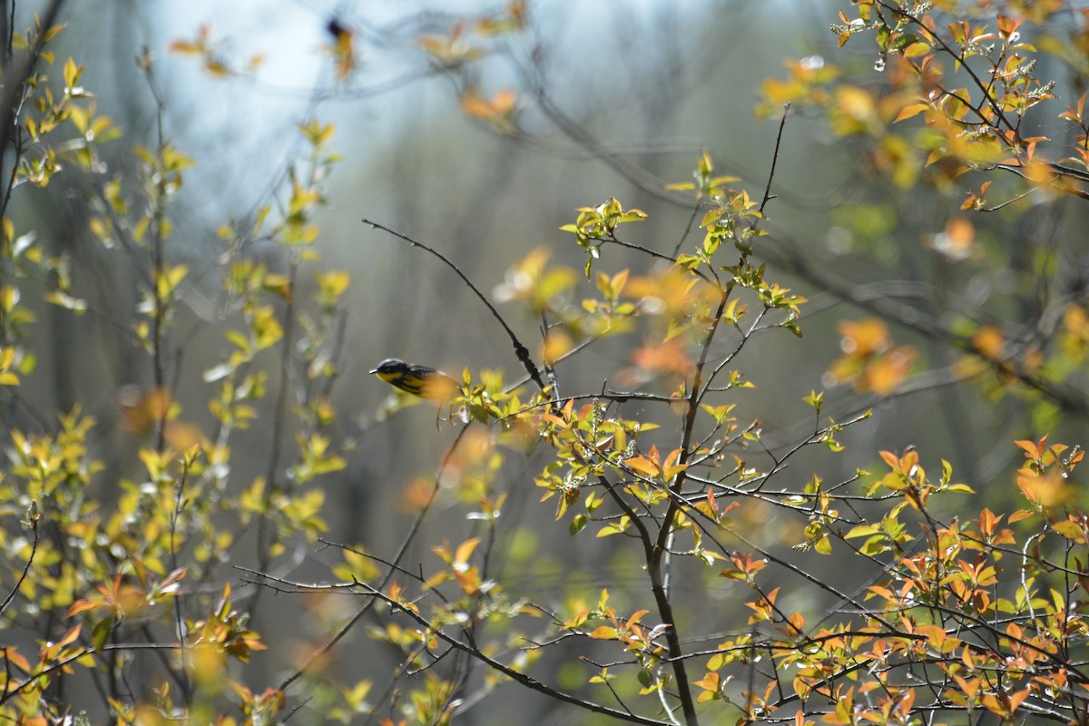 Magnolia Warbler - ML571846321