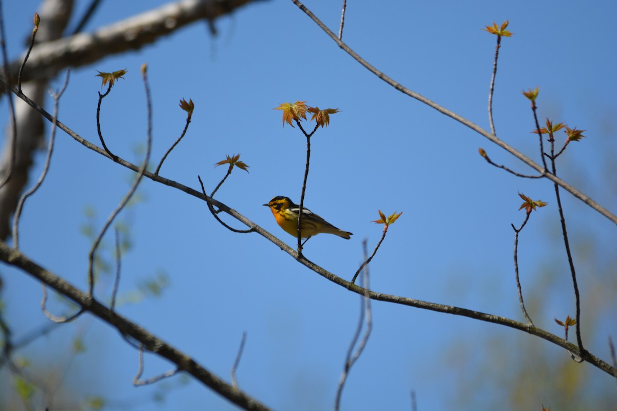 Blackburnian Warbler - ML571846531