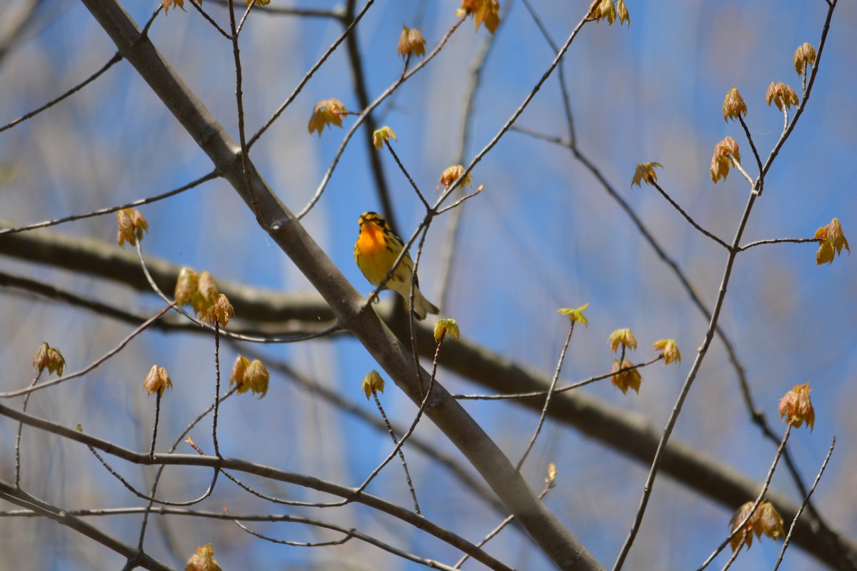 Blackburnian Warbler - ML571846541