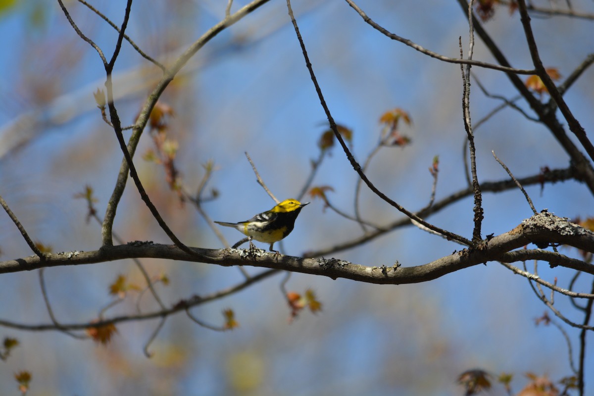 Black-throated Green Warbler - ML571846621