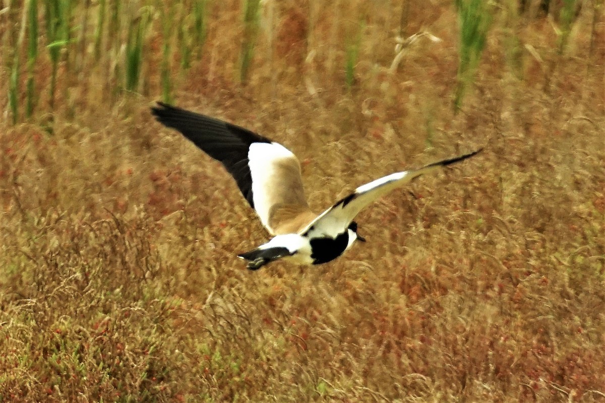 Spur-winged Lapwing - ML571846901