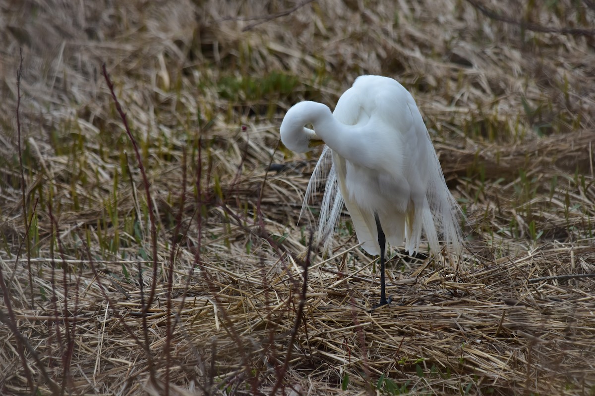 Great Egret - ML571847231