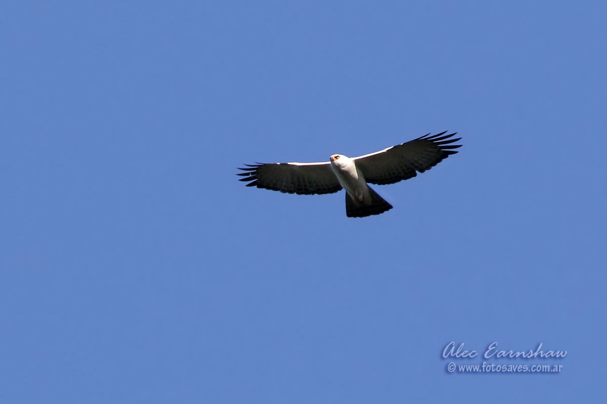 Black-and-white Hawk-Eagle - Alec Earnshaw